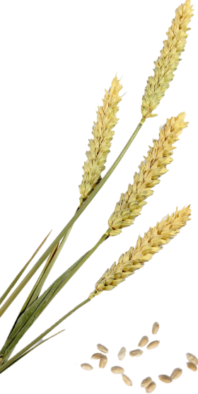 希少なまぼろしの小麦